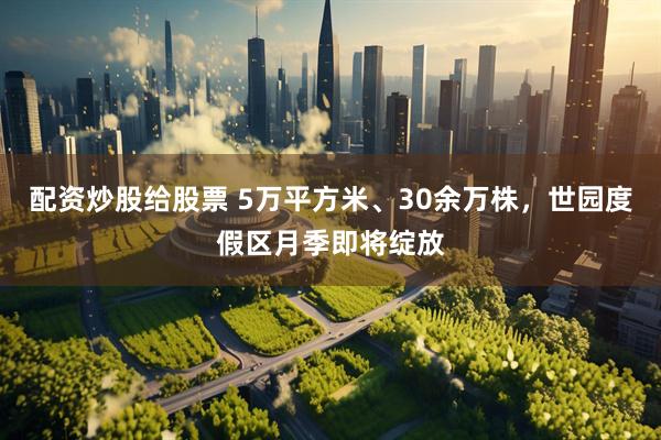 配资炒股给股票 5万平方米、30余万株，世园度假区月季即将绽放
